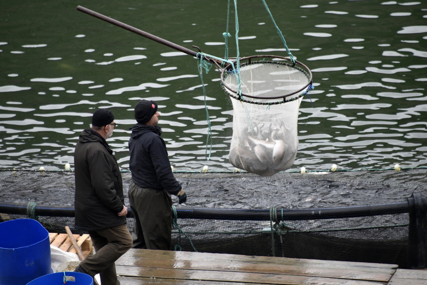 12 bin nüfuslu ilçeden milyon nüfuslu ülkelere balık ihraç ediliyor 19