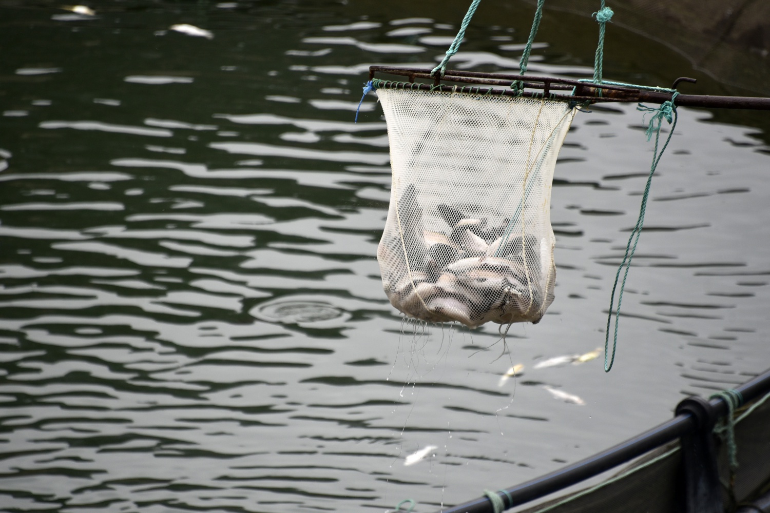 12 bin nüfuslu ilçeden milyon nüfuslu ülkelere balık ihraç ediliyor 13