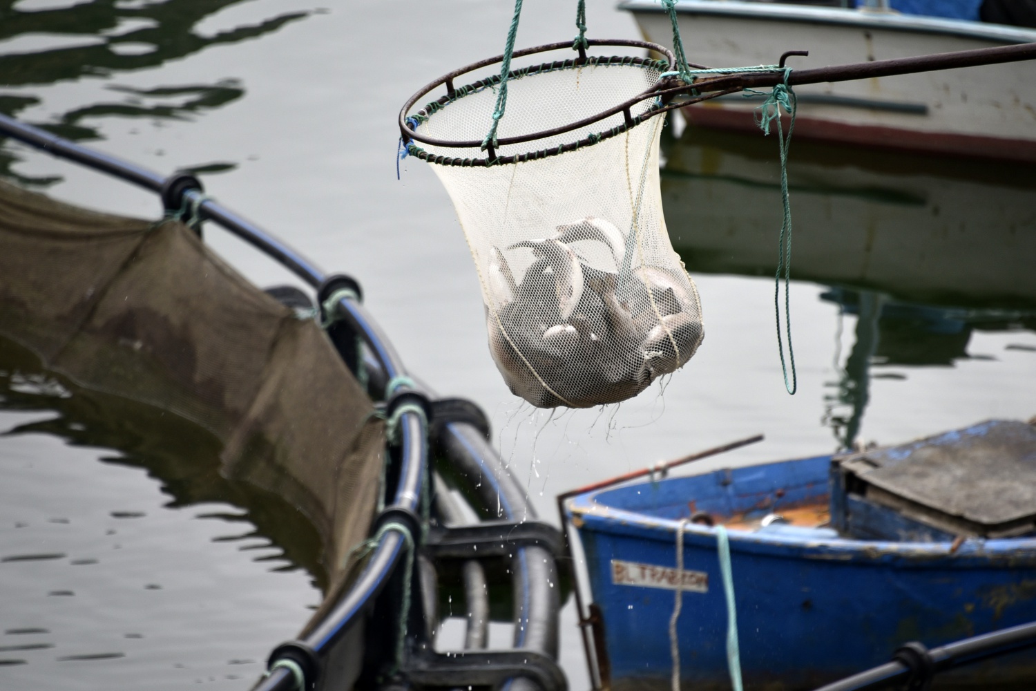12 bin nüfuslu ilçeden milyon nüfuslu ülkelere balık ihraç ediliyor 14