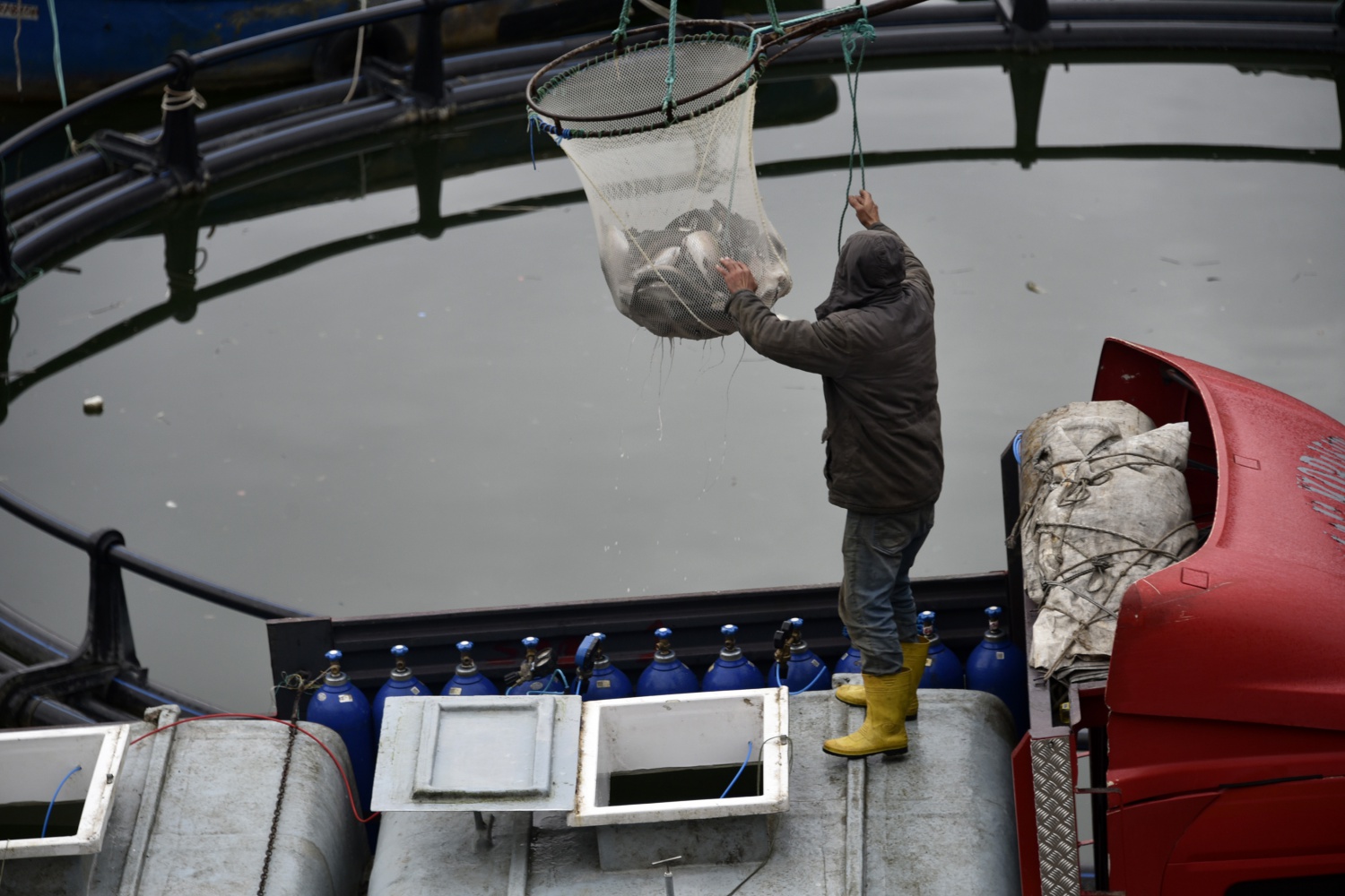 12 bin nüfuslu ilçeden milyon nüfuslu ülkelere balık ihraç ediliyor 20