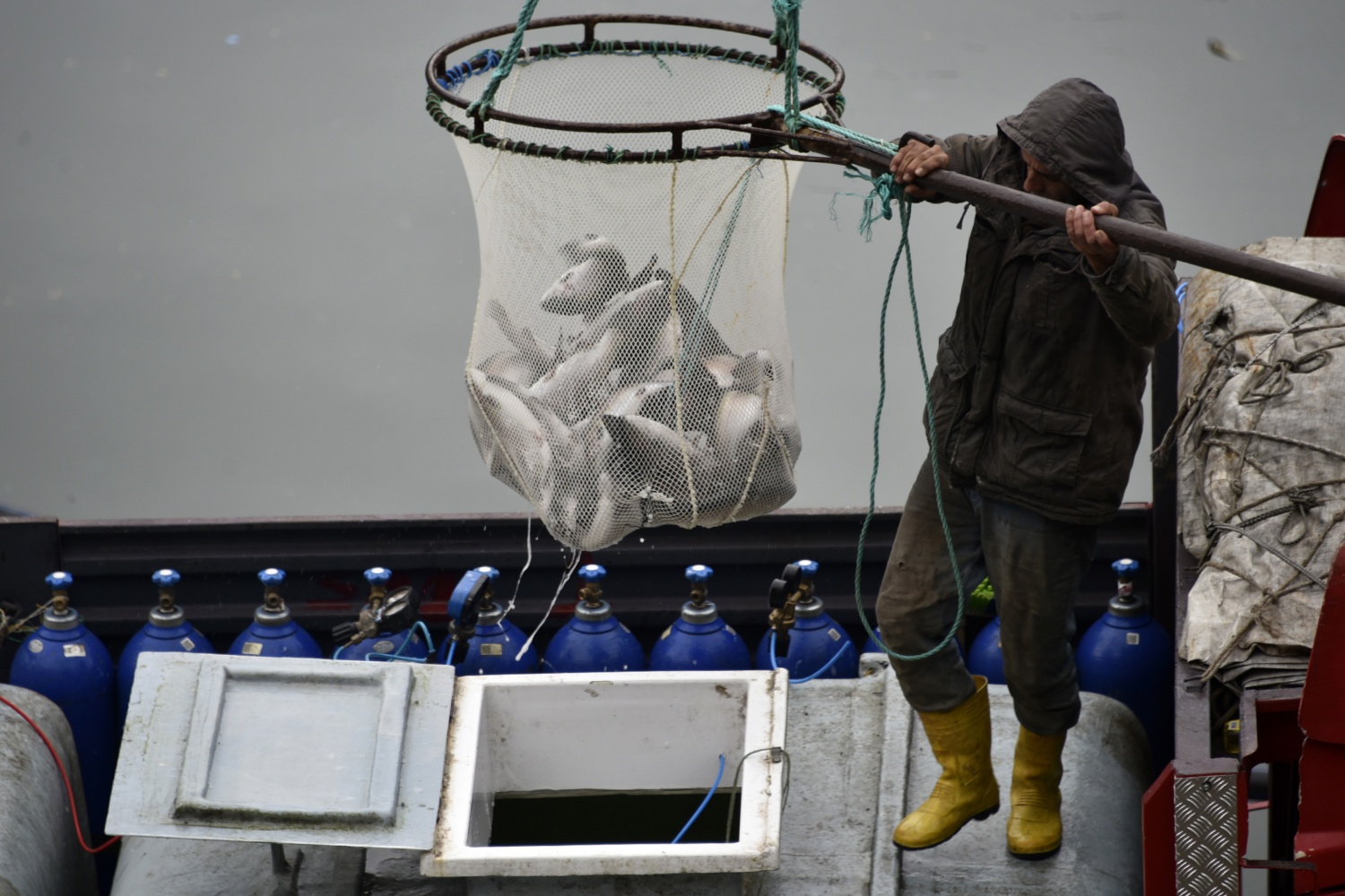 12 bin nüfuslu ilçeden milyon nüfuslu ülkelere balık ihraç ediliyor 17