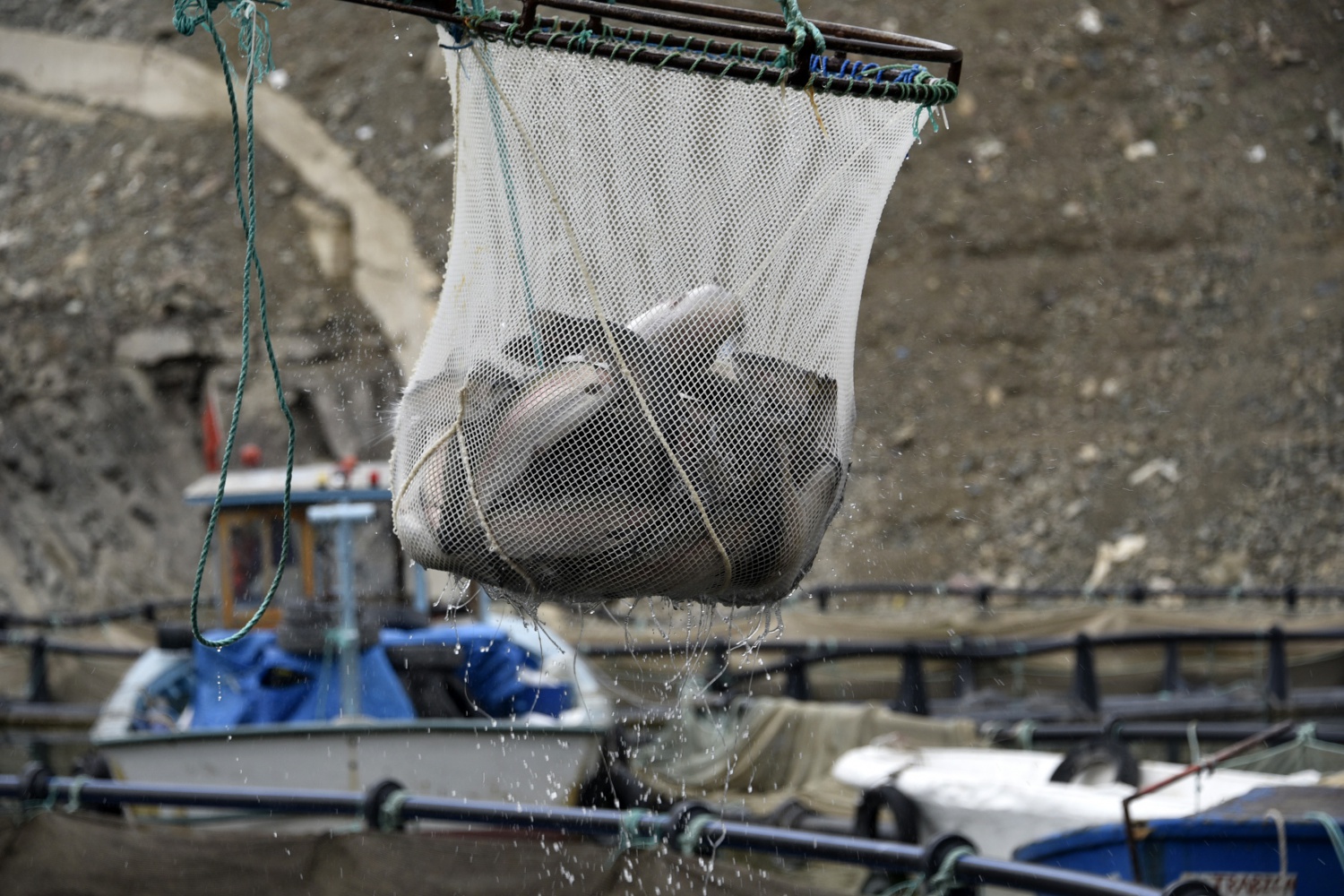 12 bin nüfuslu ilçeden milyon nüfuslu ülkelere balık ihraç ediliyor 21