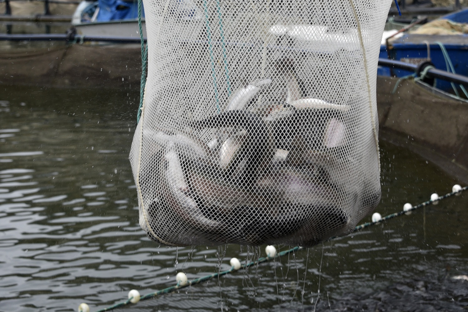 12 bin nüfuslu ilçeden milyon nüfuslu ülkelere balık ihraç ediliyor 23