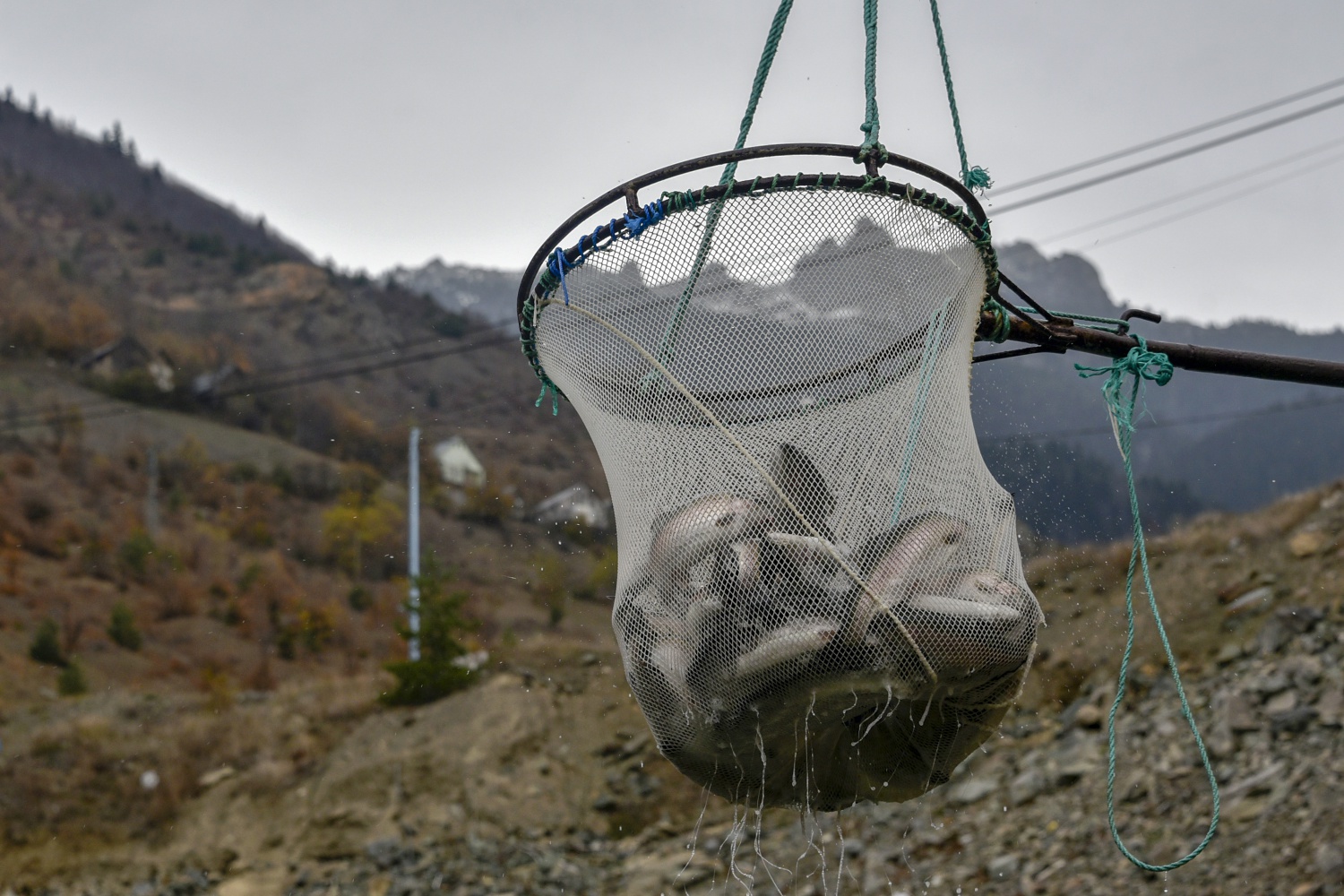 12 bin nüfuslu ilçeden milyon nüfuslu ülkelere balık ihraç ediliyor 25