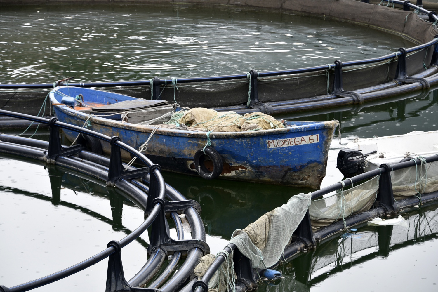 12 bin nüfuslu ilçeden milyon nüfuslu ülkelere balık ihraç ediliyor 39