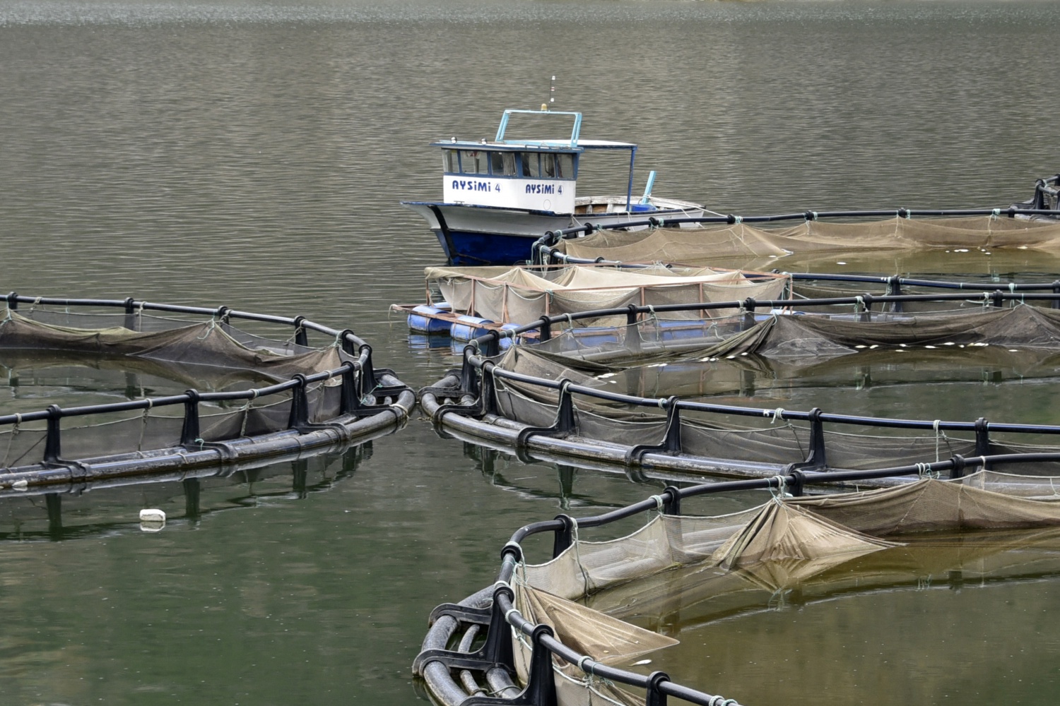 12 bin nüfuslu ilçeden milyon nüfuslu ülkelere balık ihraç ediliyor 41