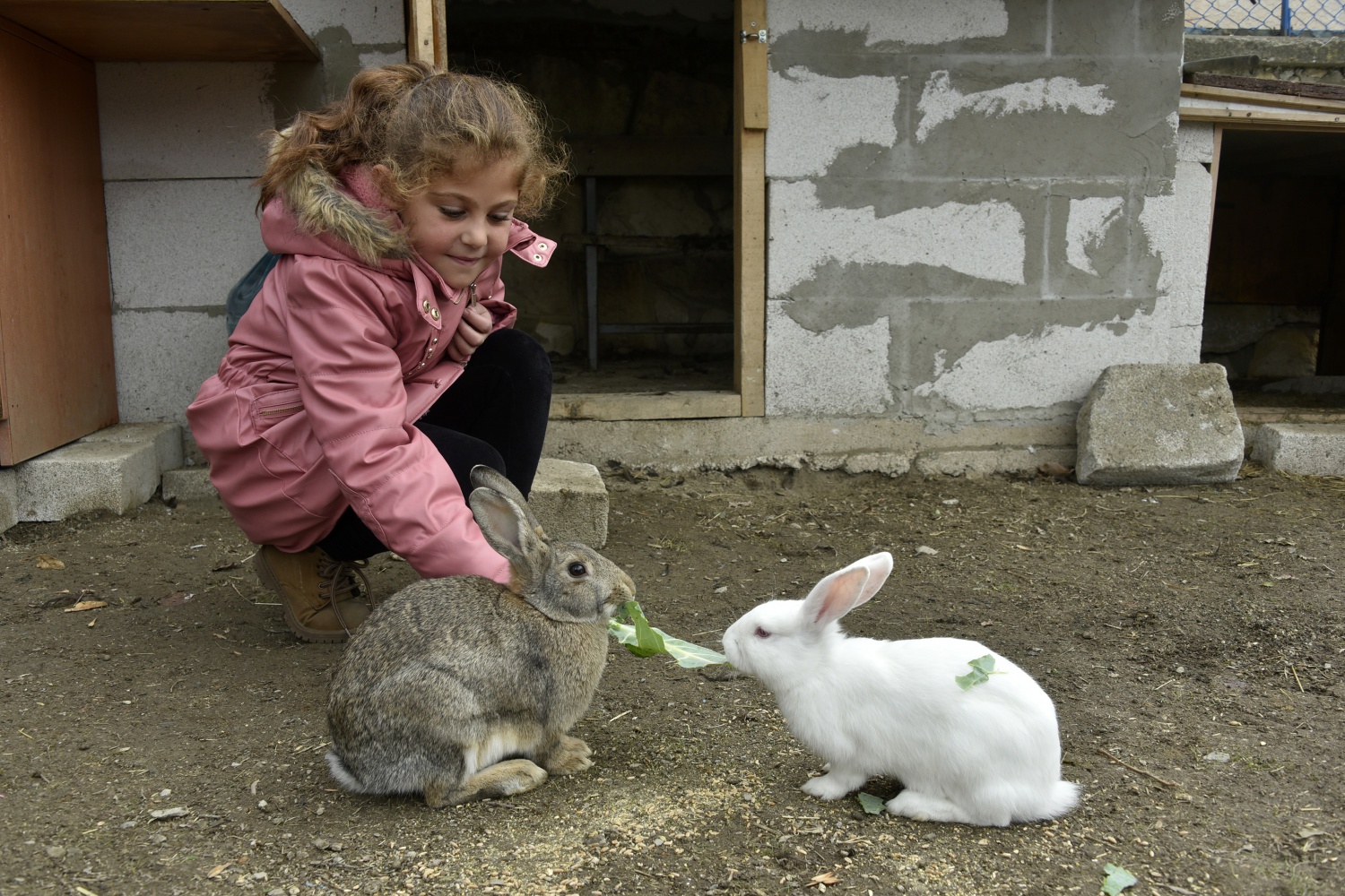 Köy okulunda mini hayvanat bahçesi kurdular 6