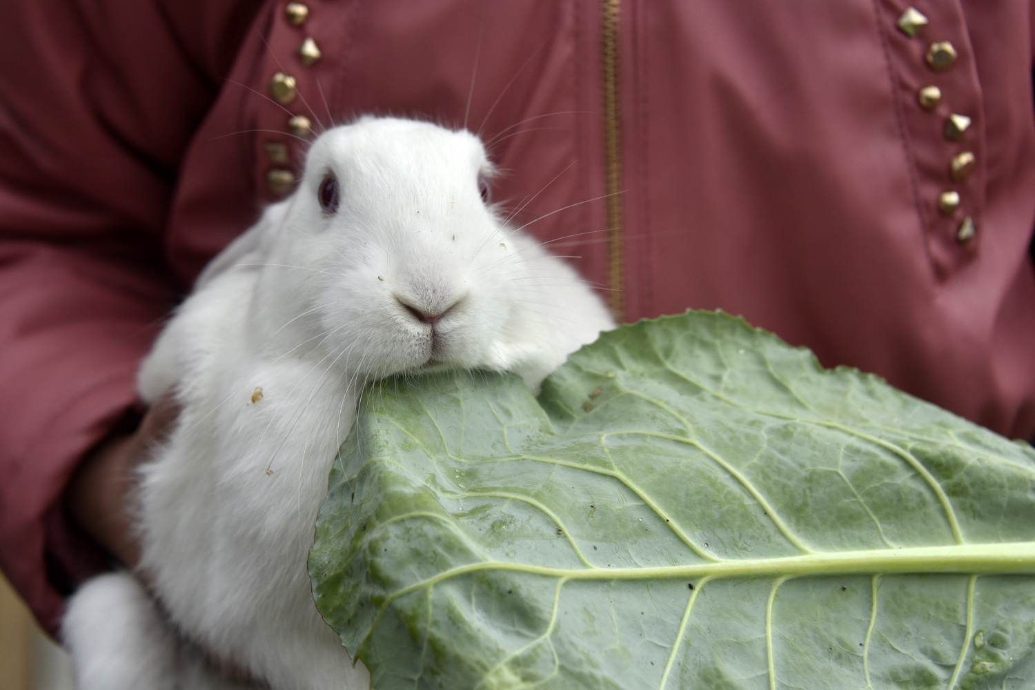 Köy okulunda mini hayvanat bahçesi kurdular 1