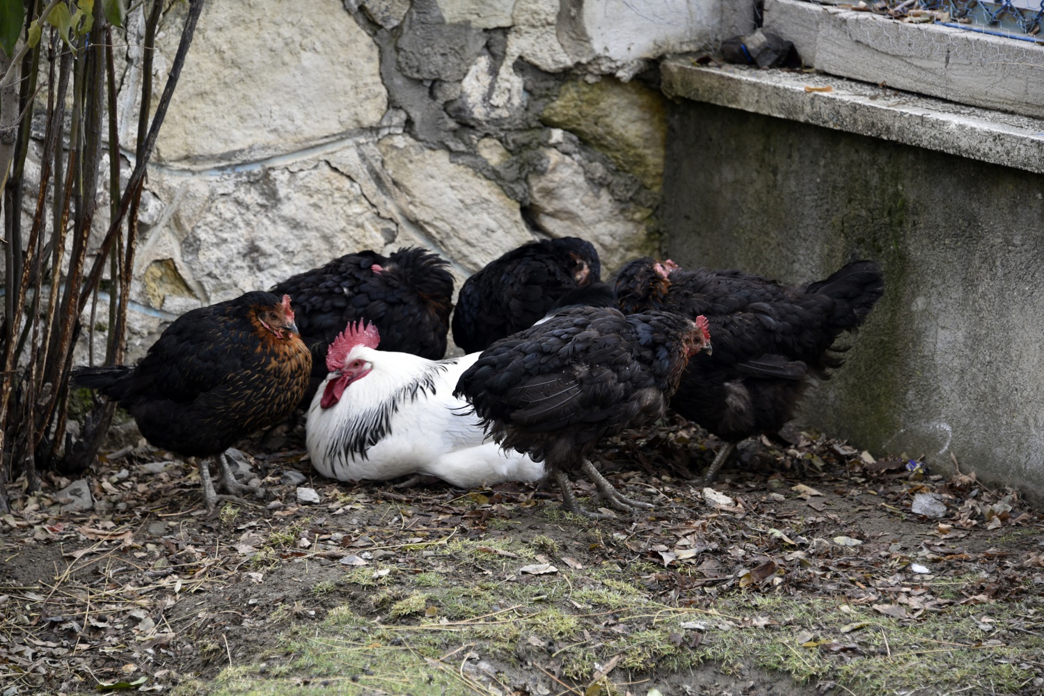 Köy okulunda mini hayvanat bahçesi kurdular 11