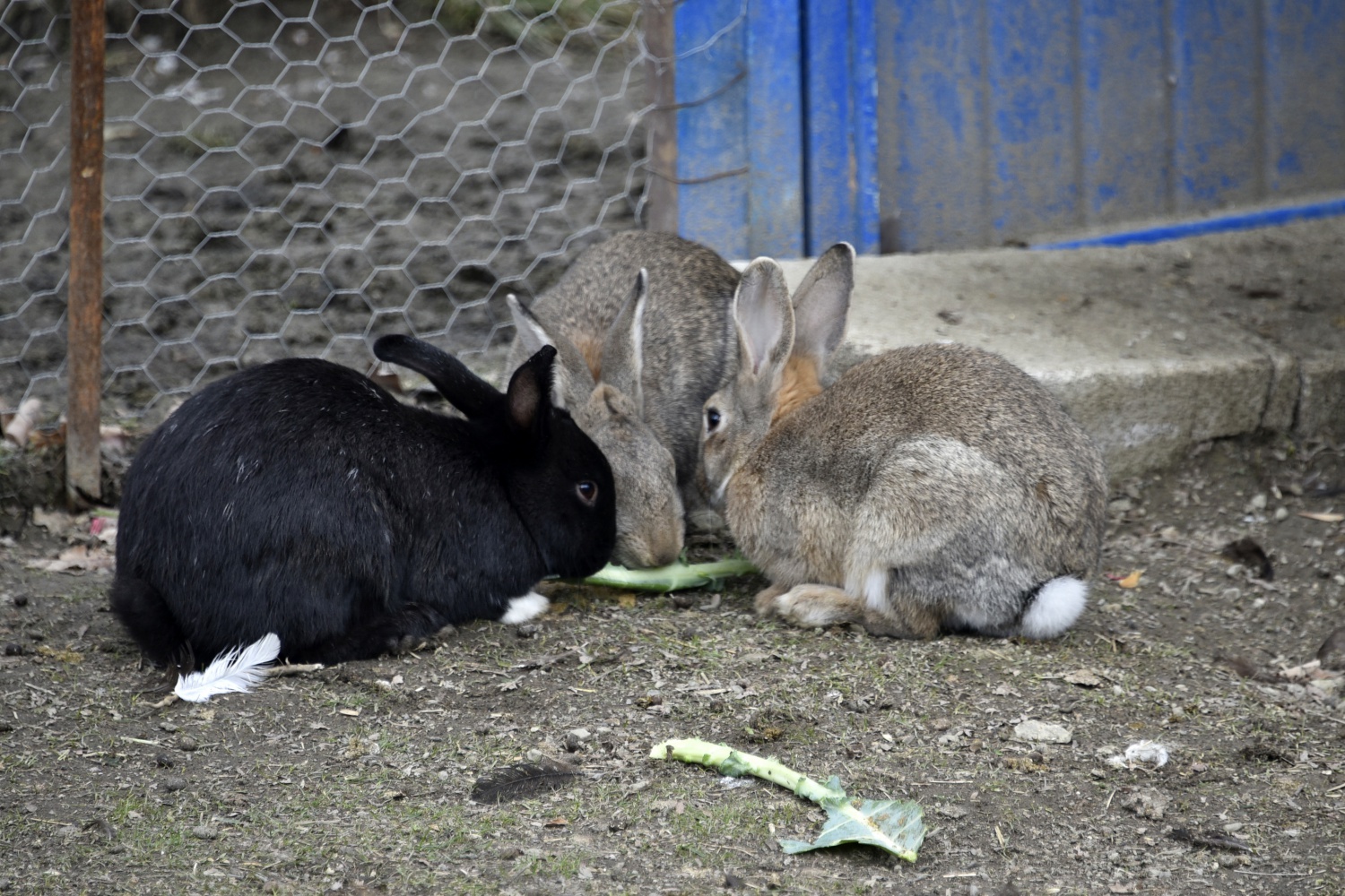 Köy okulunda mini hayvanat bahçesi kurdular 13