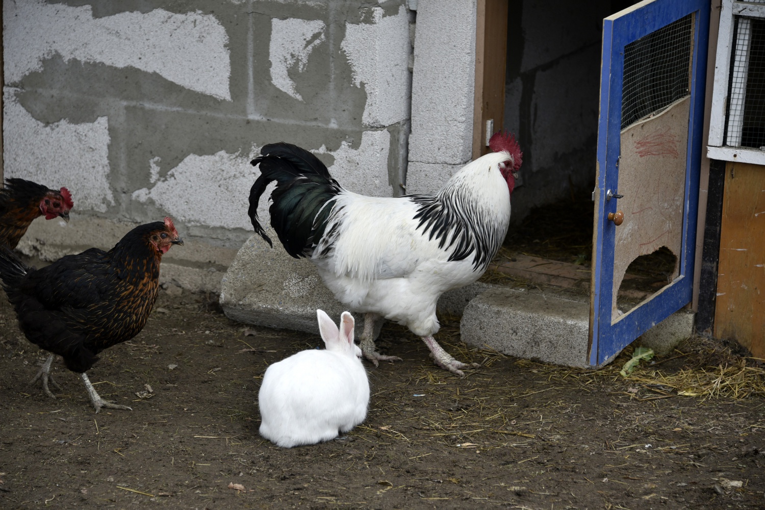 Köy okulunda mini hayvanat bahçesi kurdular 14