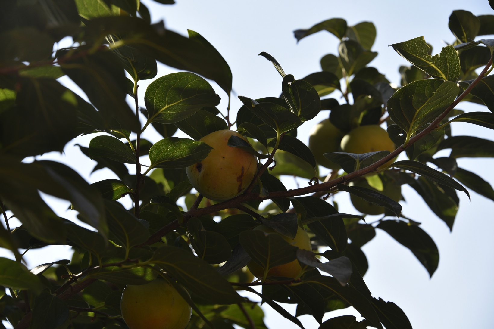 Bu meyve ağacının Gümüşhane’de başka eşi yok 1