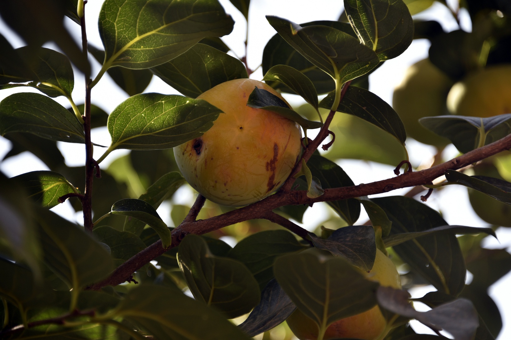 Bu meyve ağacının Gümüşhane’de başka eşi yok 3