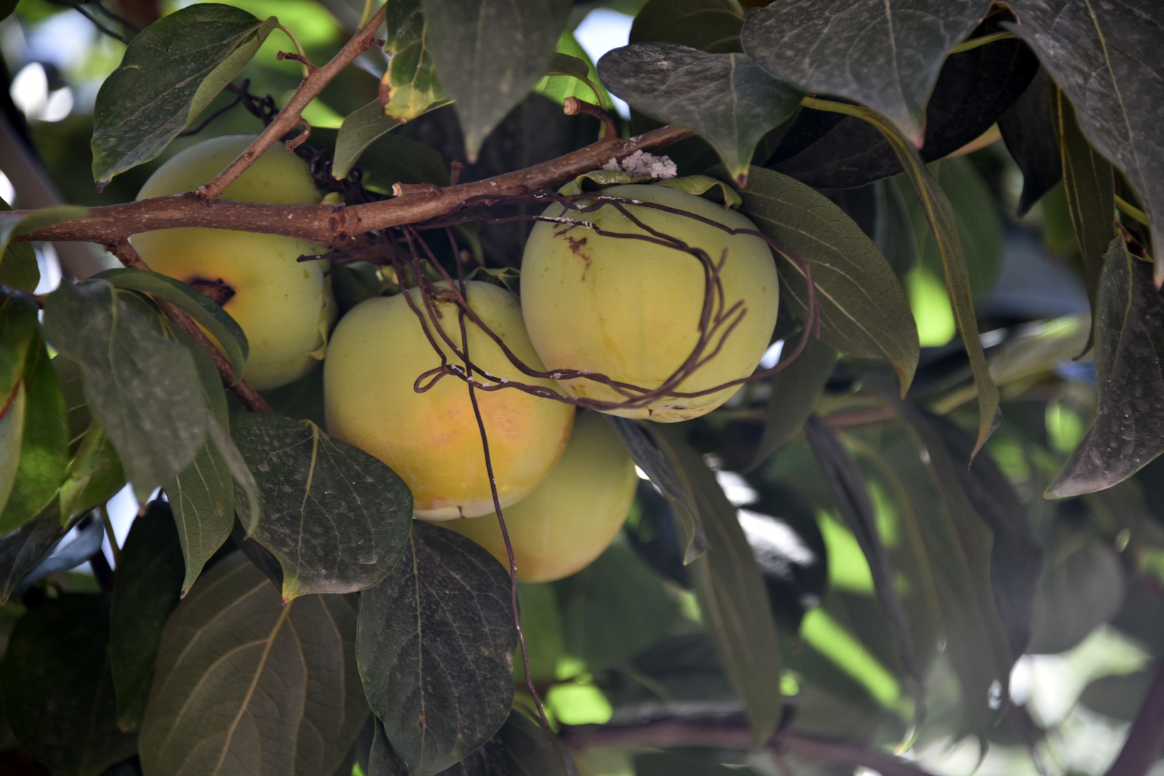 Bu meyve ağacının Gümüşhane’de başka eşi yok 5