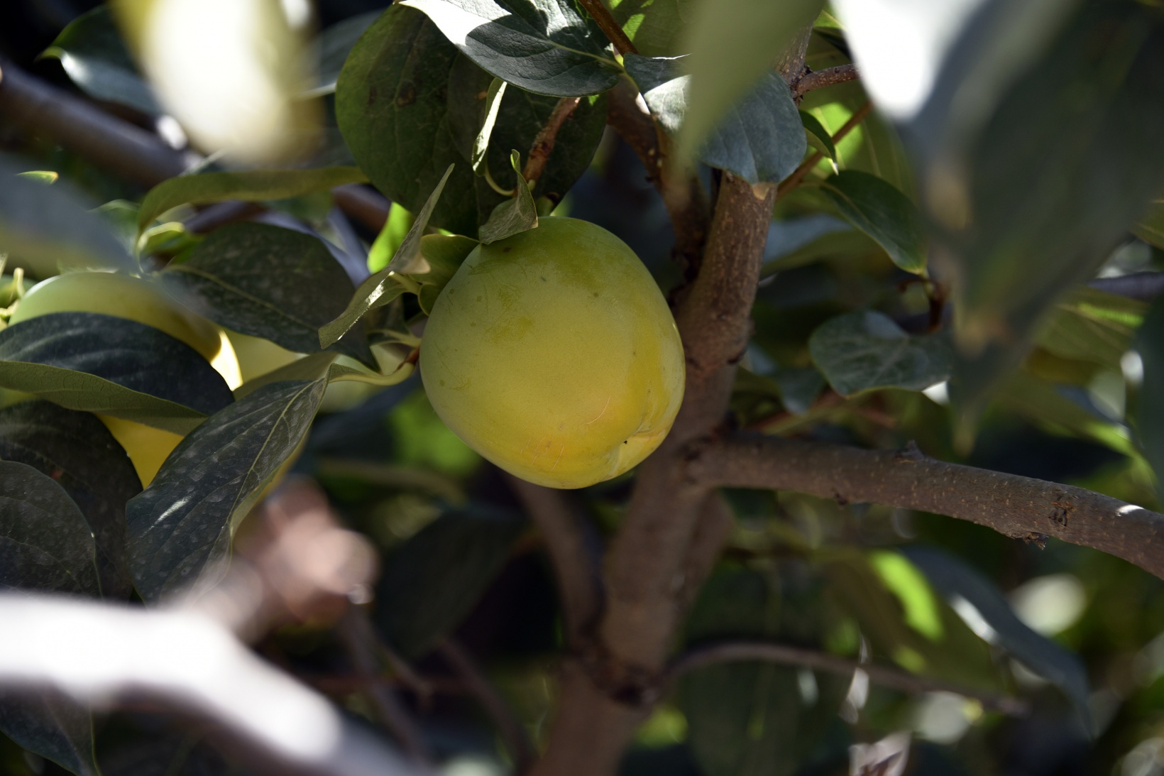 Bu meyve ağacının Gümüşhane’de başka eşi yok 2