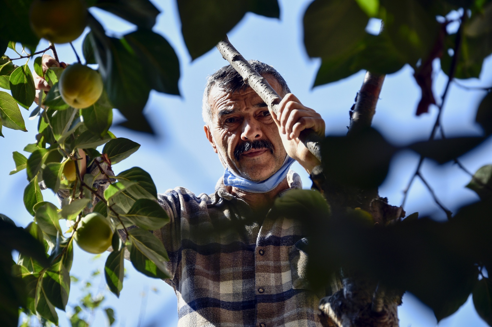 Bu meyve ağacının Gümüşhane’de başka eşi yok 4