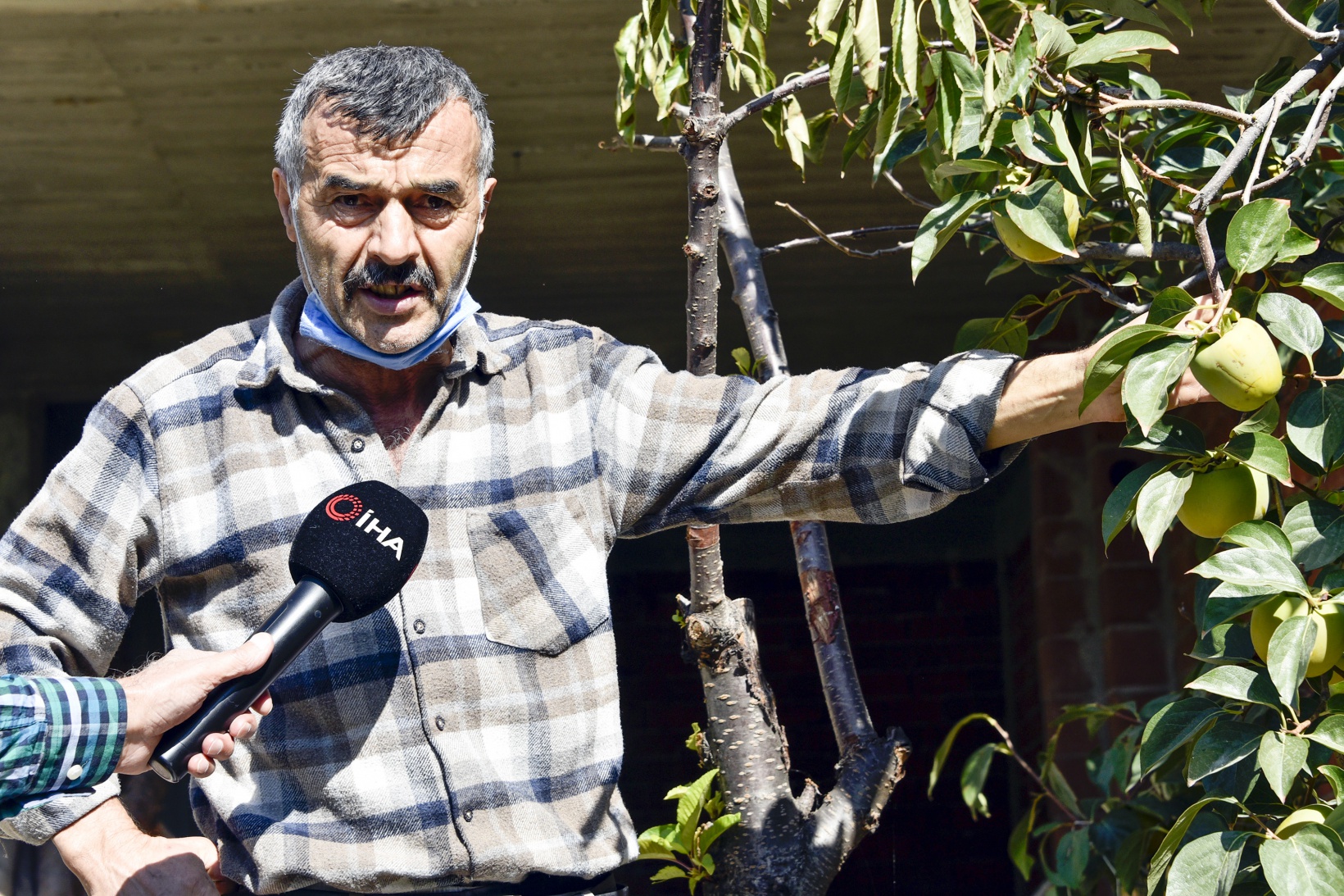 Bu meyve ağacının Gümüşhane’de başka eşi yok 7