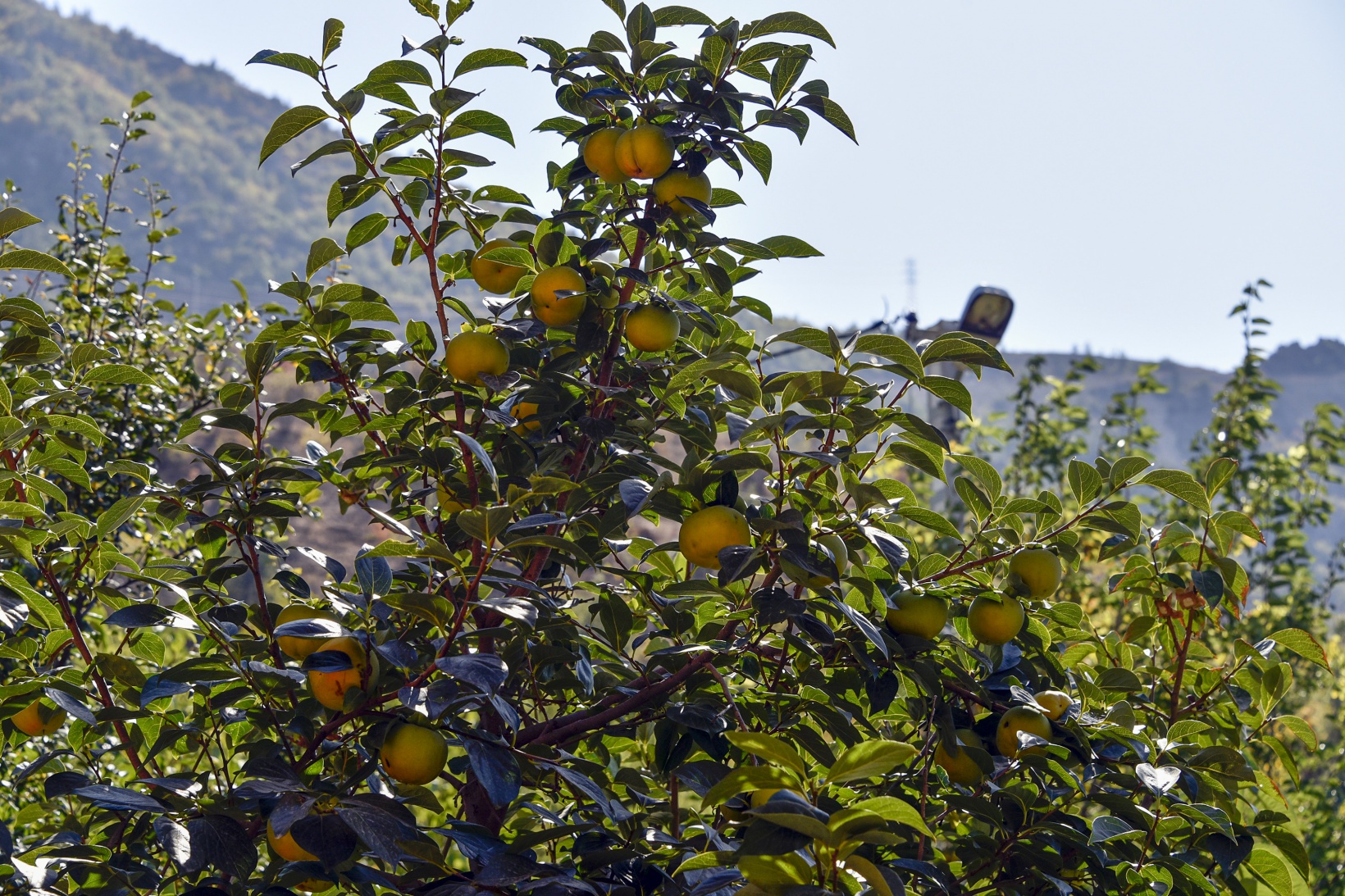 Bu meyve ağacının Gümüşhane’de başka eşi yok 9
