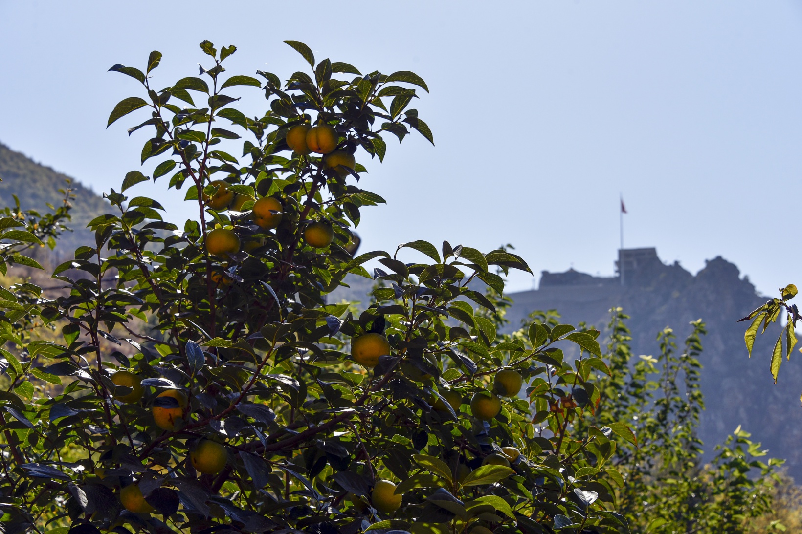 Bu meyve ağacının Gümüşhane’de başka eşi yok 10
