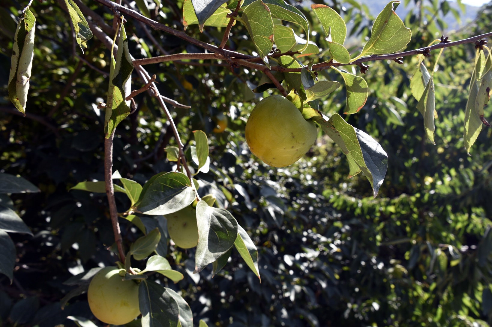 Bu meyve ağacının Gümüşhane’de başka eşi yok 8