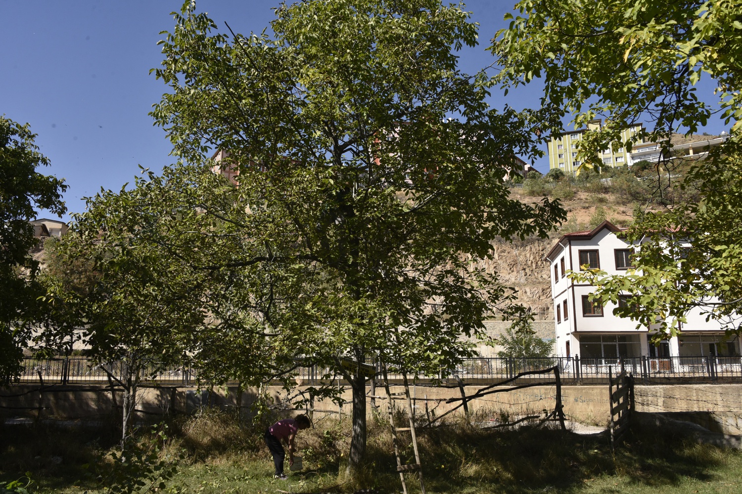 Gümüşhane’de son bir haftada 5 kişi ceviz ağacından düşerek ağır yaralandı 10