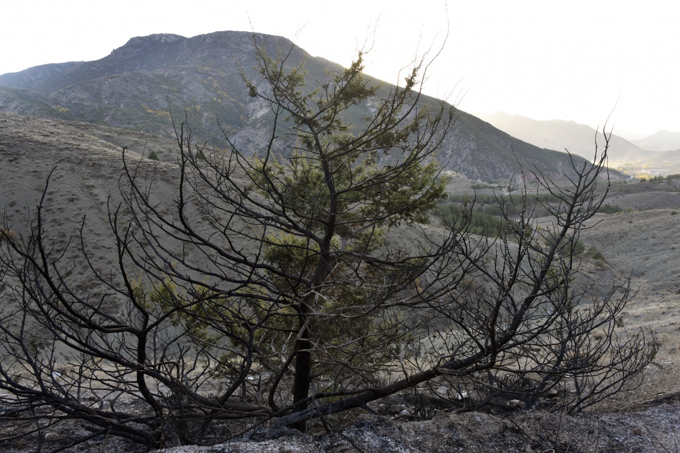 Gümüşhane’de iki ayrı orman ve örtü yangını 1