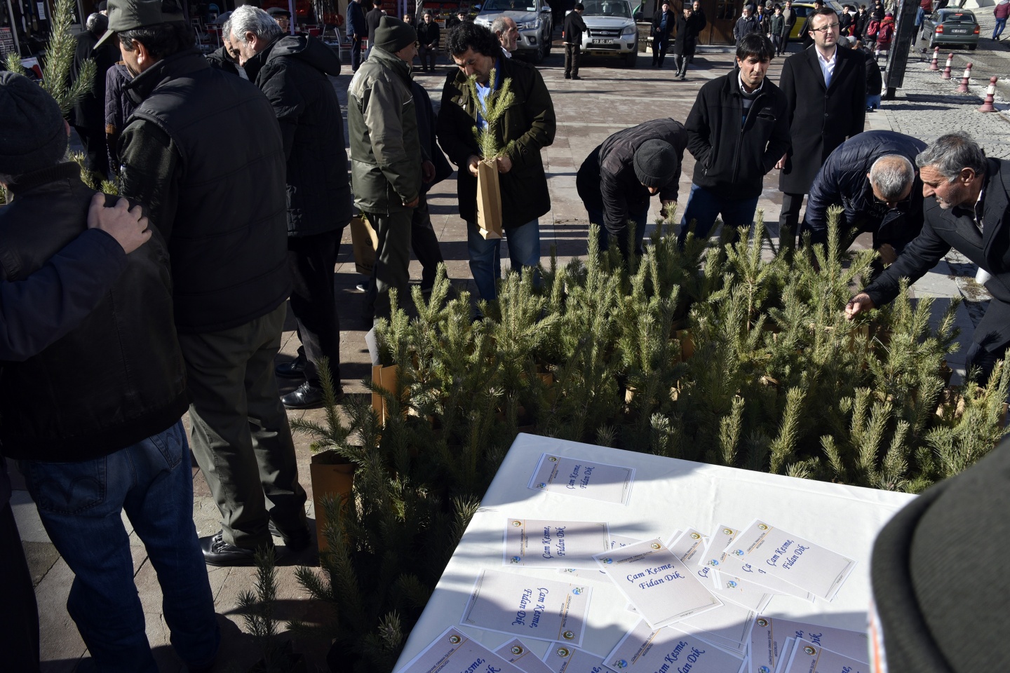 'Çam kesme, fidan dik' 9