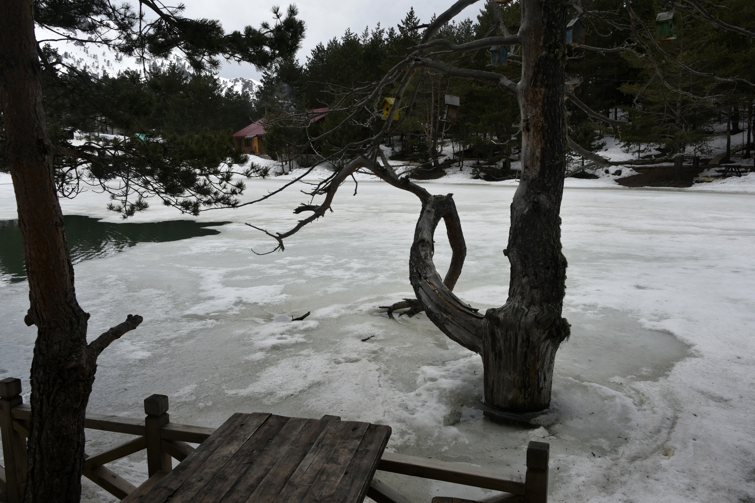 Limni gölünde sezon hızlı başladı 36
