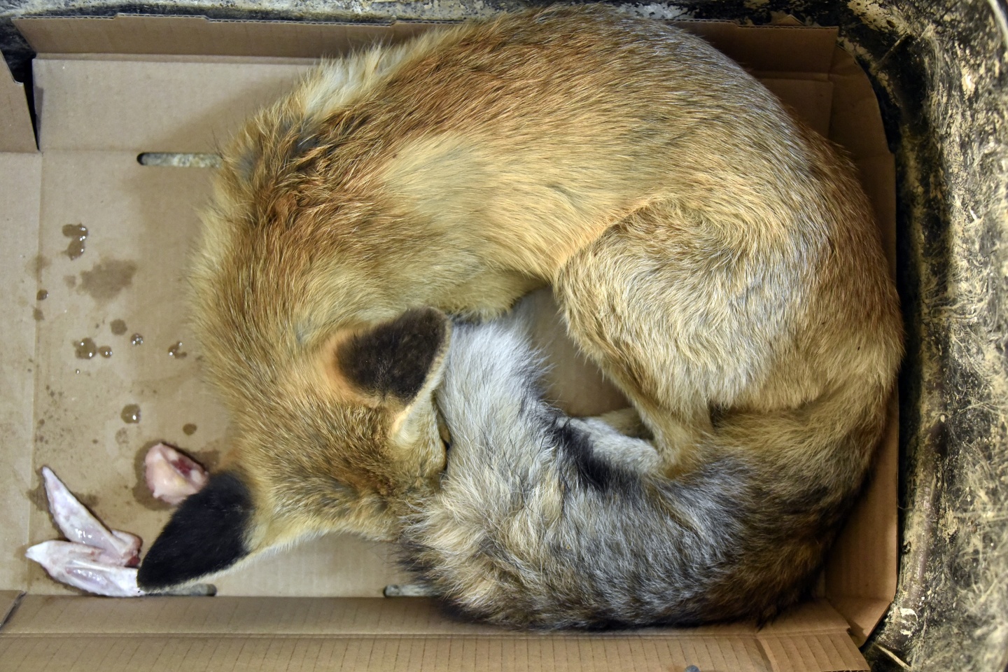 Gümüşhane’de yaralanan yavru tilki tedavi altına alındı 4