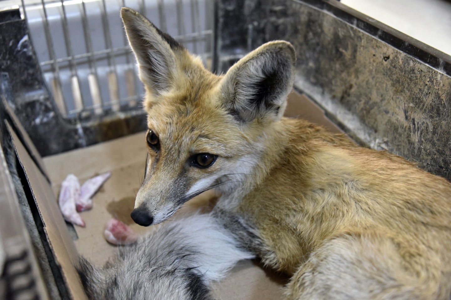 Gümüşhane’de yaralanan yavru tilki tedavi altına alındı 2
