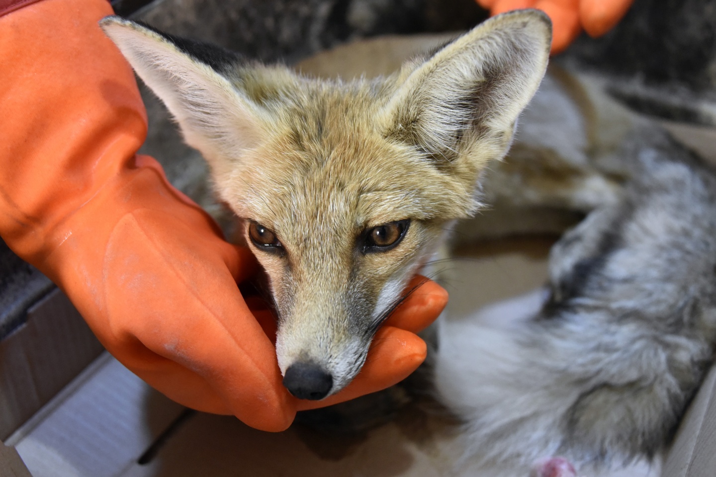 Gümüşhane’de yaralanan yavru tilki tedavi altına alındı 1