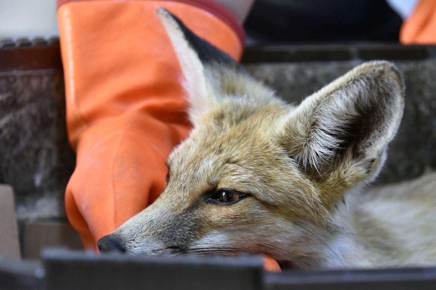 Gümüşhane’de yaralanan yavru tilki tedavi altına alındı 3