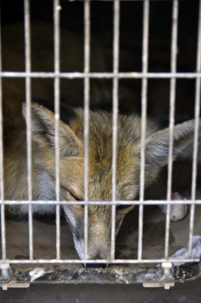 Gümüşhane’de yaralanan yavru tilki tedavi altına alındı 9