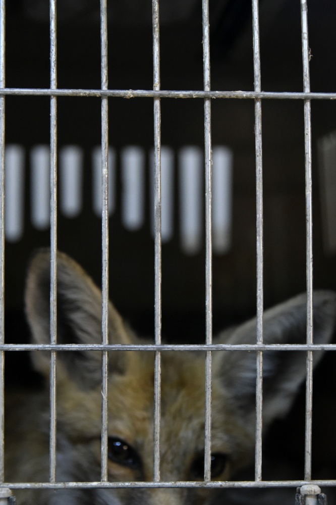 Gümüşhane’de yaralanan yavru tilki tedavi altına alındı 6