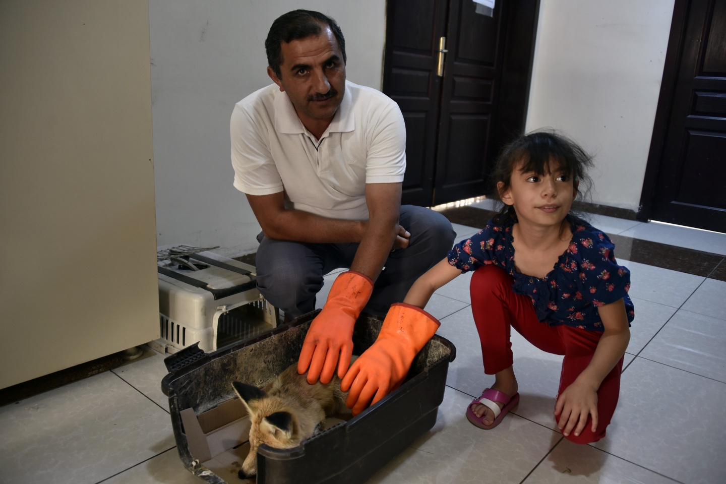 Gümüşhane’de yaralanan yavru tilki tedavi altına alındı 8