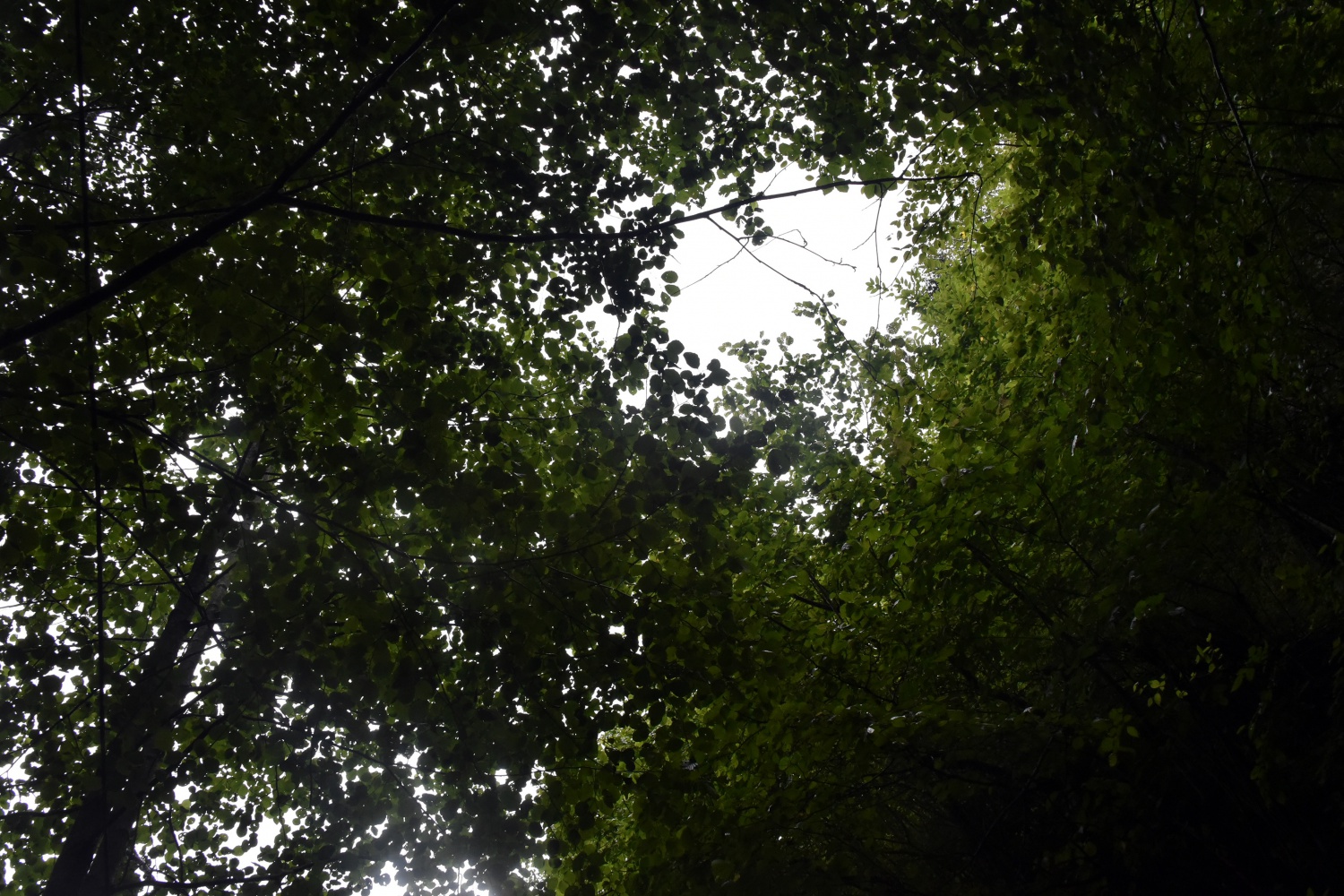 Çağlayandibi Şelalesi ilgi çekiyor 12