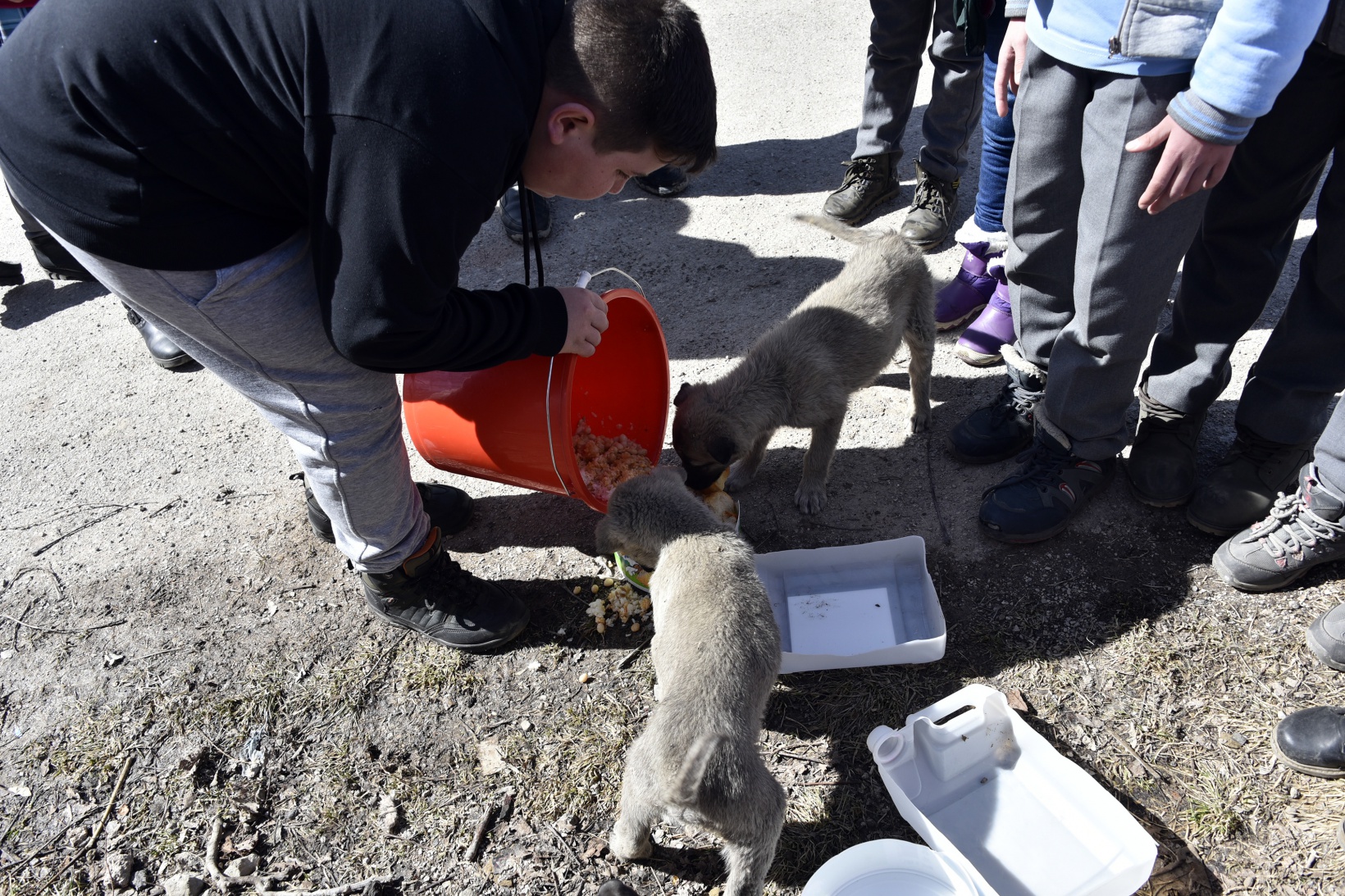 Bu köy okulunda artan yemekler sokak hayvanlarının 20