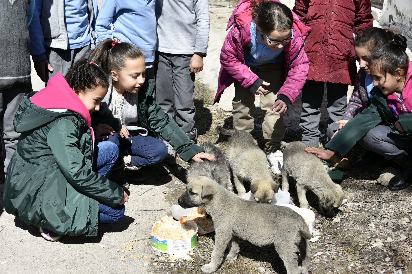 Bu köy okulunda artan yemekler sokak hayvanlarının 11