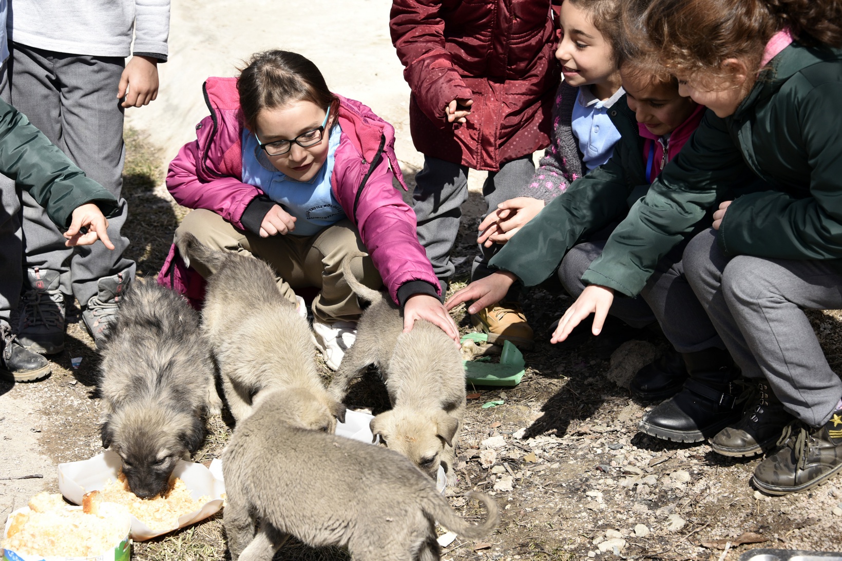 Bu köy okulunda artan yemekler sokak hayvanlarının 2