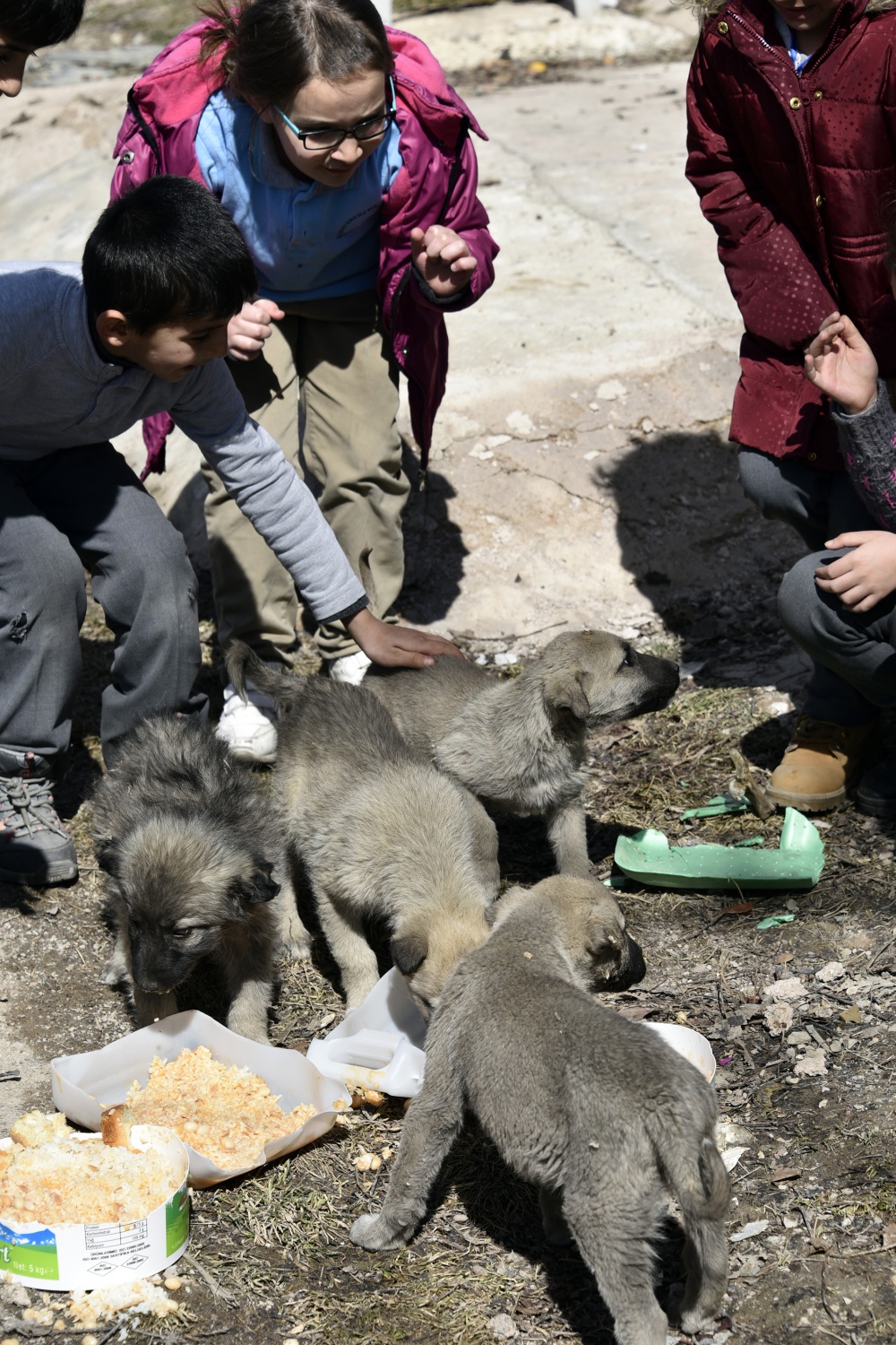 Bu köy okulunda artan yemekler sokak hayvanlarının 4