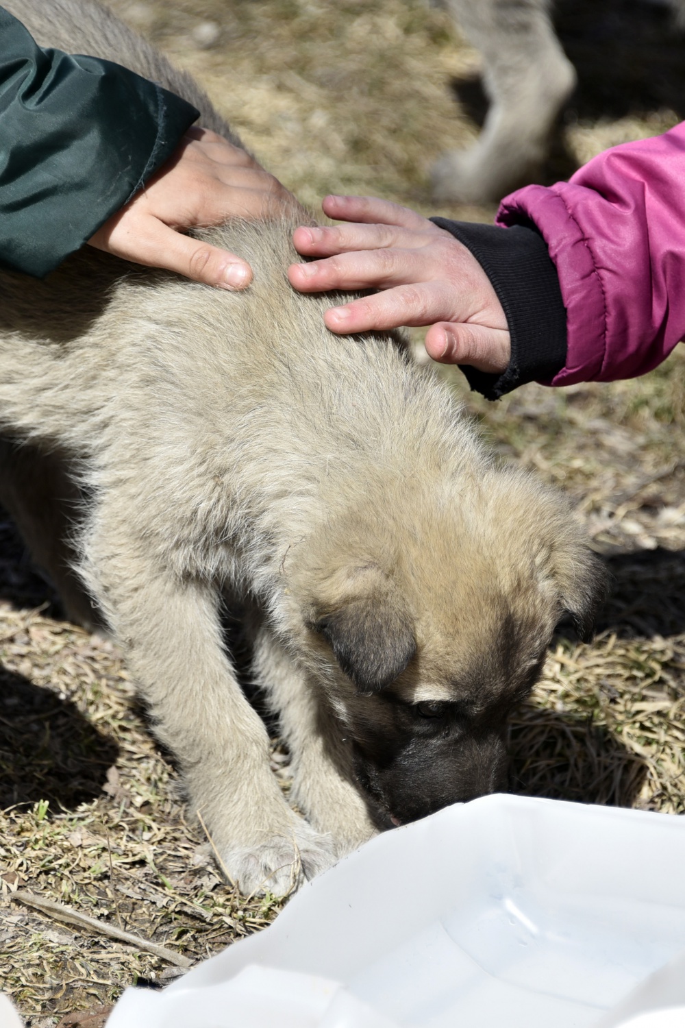 Bu köy okulunda artan yemekler sokak hayvanlarının 21