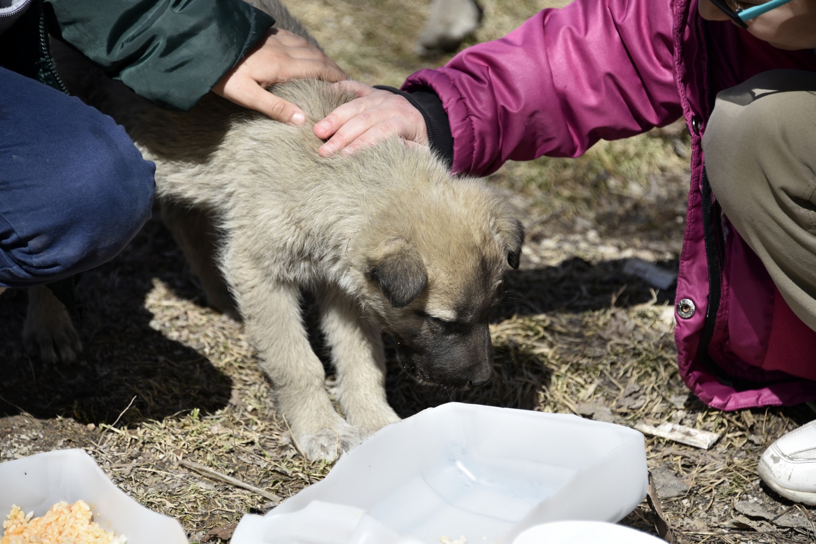 Bu köy okulunda artan yemekler sokak hayvanlarının 3