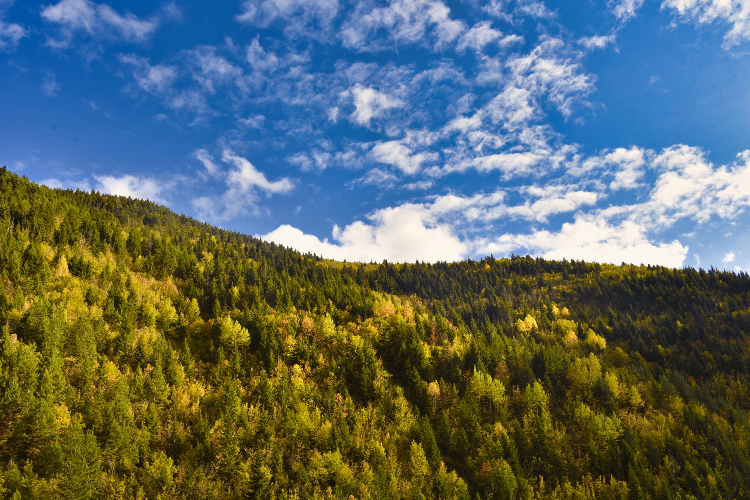 Zigana'da renk cümbüşü 14