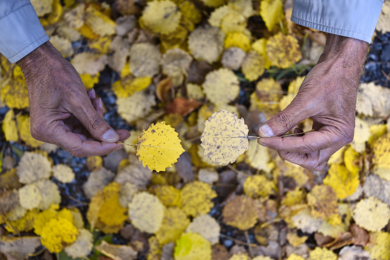Zigana'da renk cümbüşü 13