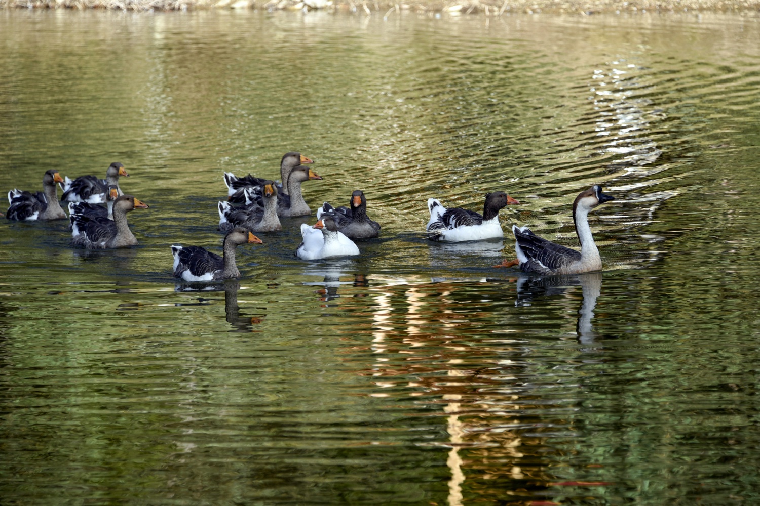 Limni Gölünde sonbahar yoğunluğu 19