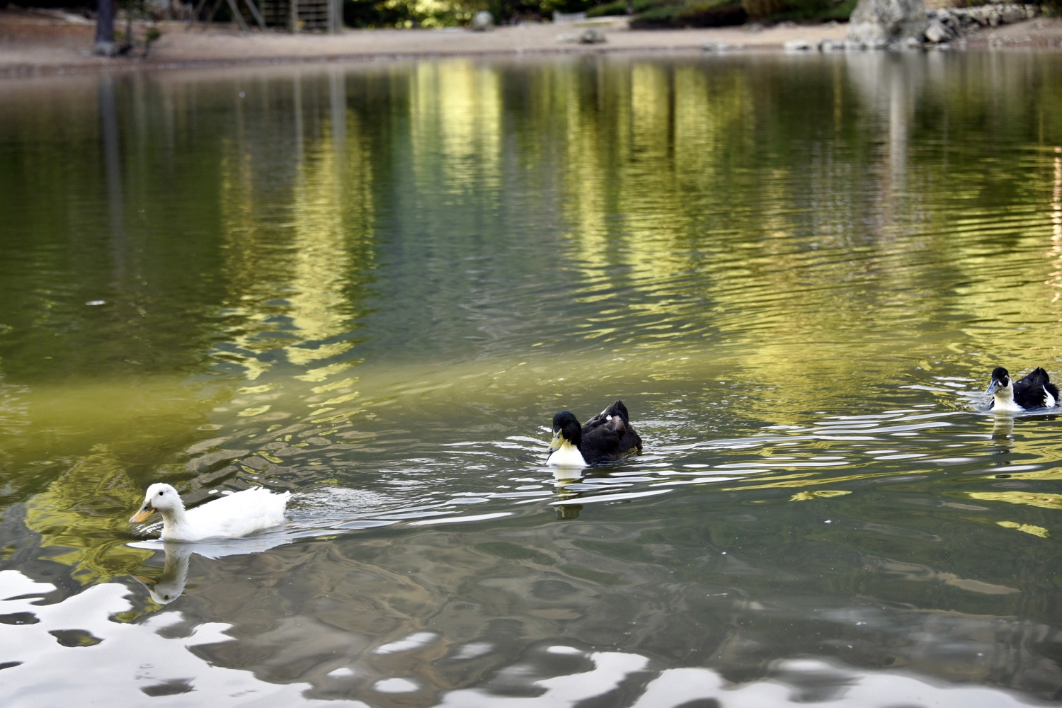 Limni Gölünde sonbahar yoğunluğu 3