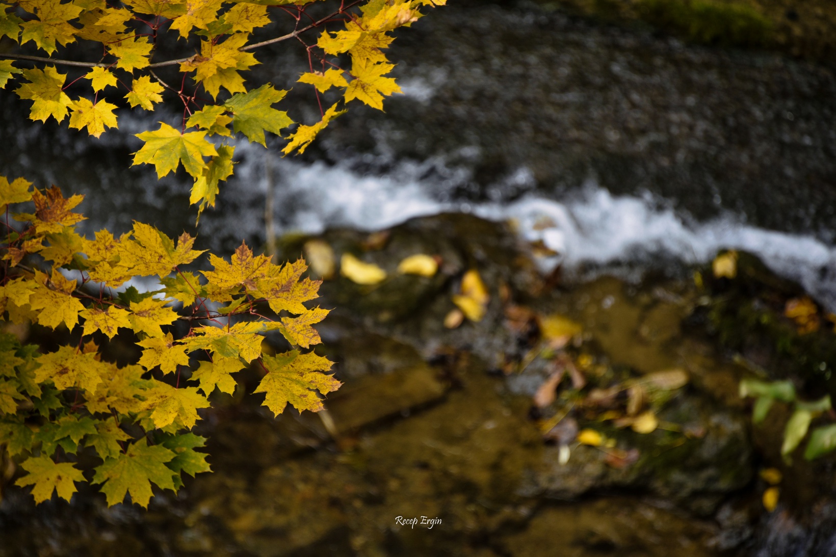 Zigana dağında renk cümbüşü 2