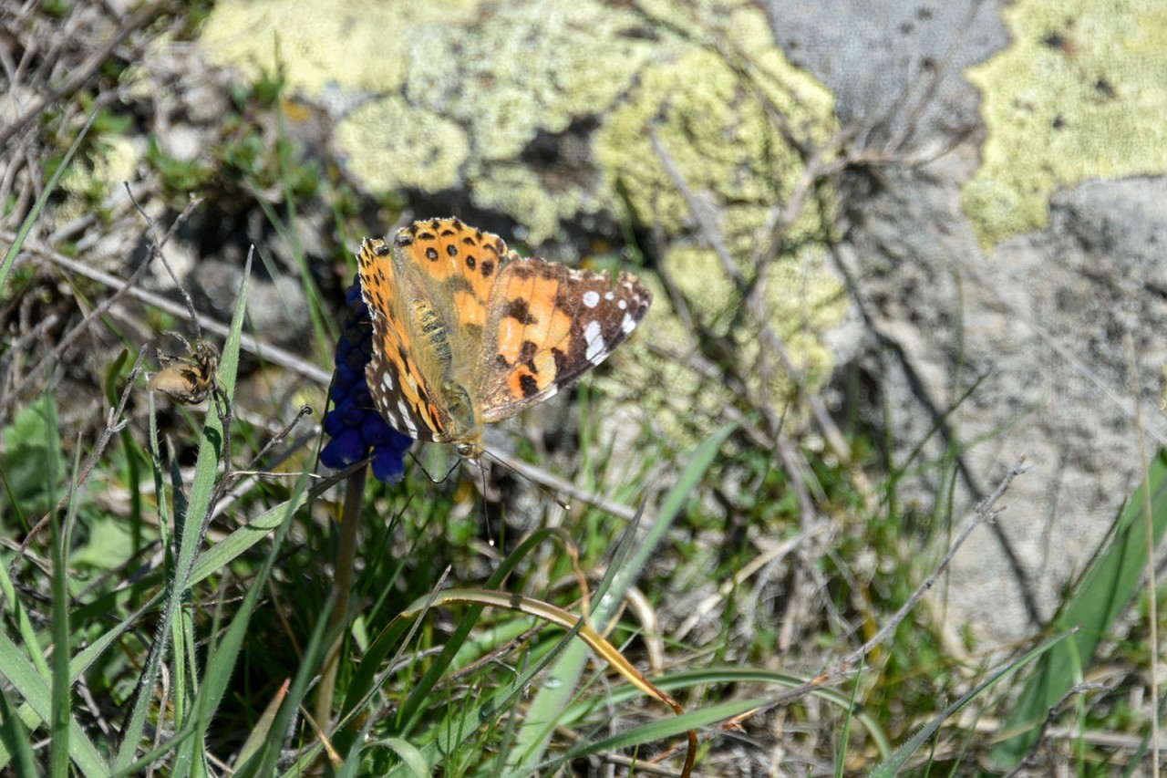 Gümüşhaneli Dağcılar Aynı Günde 5 Ayrı Zirveyi Aştılar 7