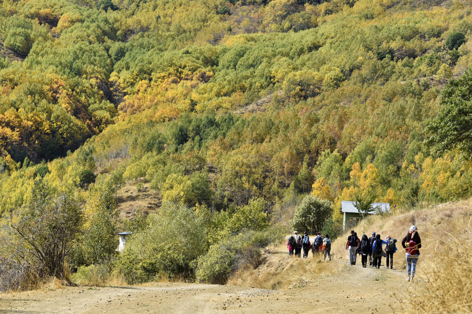 Sonbaharın büyüleyici renkleri Gümüşhane'yi sardı 70