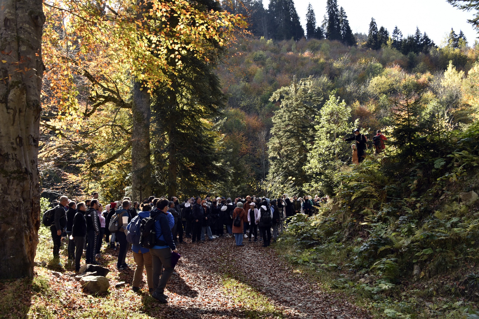 Görsel şöleni görmek için Örümcek Ormanlarına akın ettiler 2